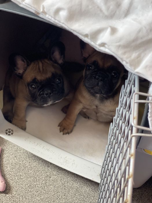 Французький бульдог