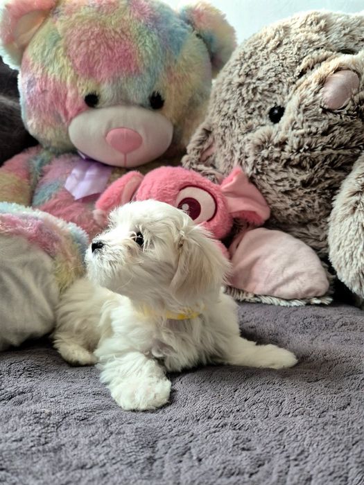 Maltańczyk szczenię suczka ZHPR