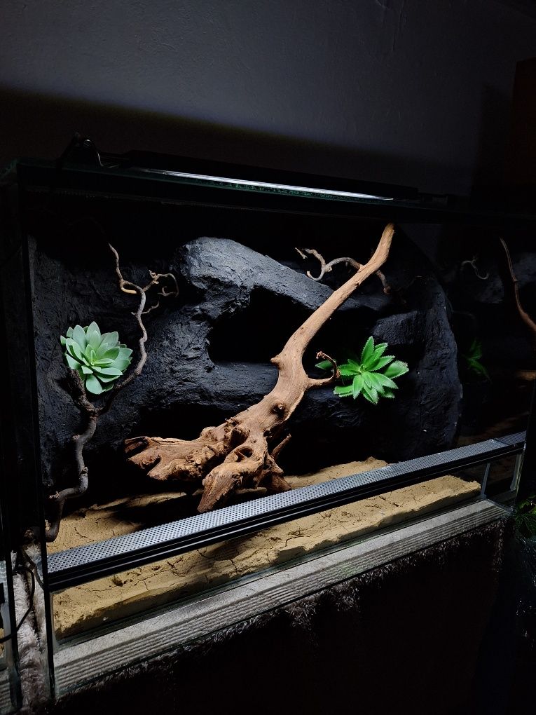Terrarium jaszczurka gekon wąż gekon lamparci