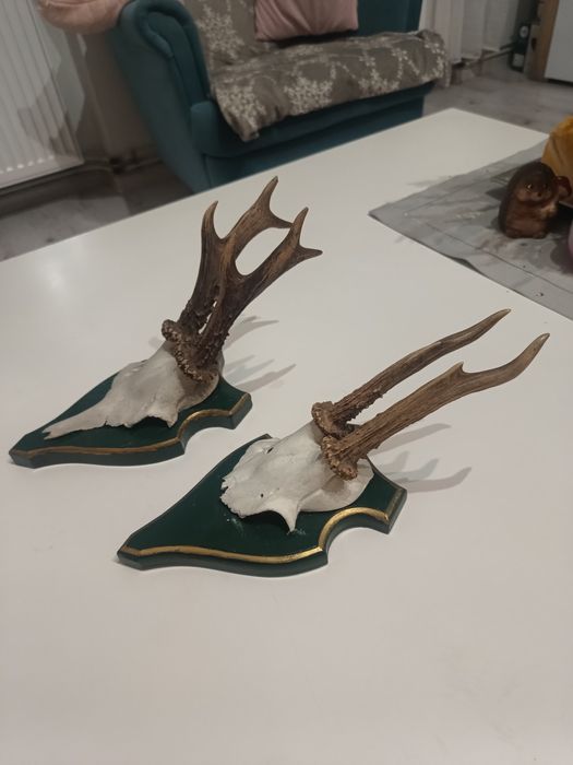 Poroża Jelonka na desce