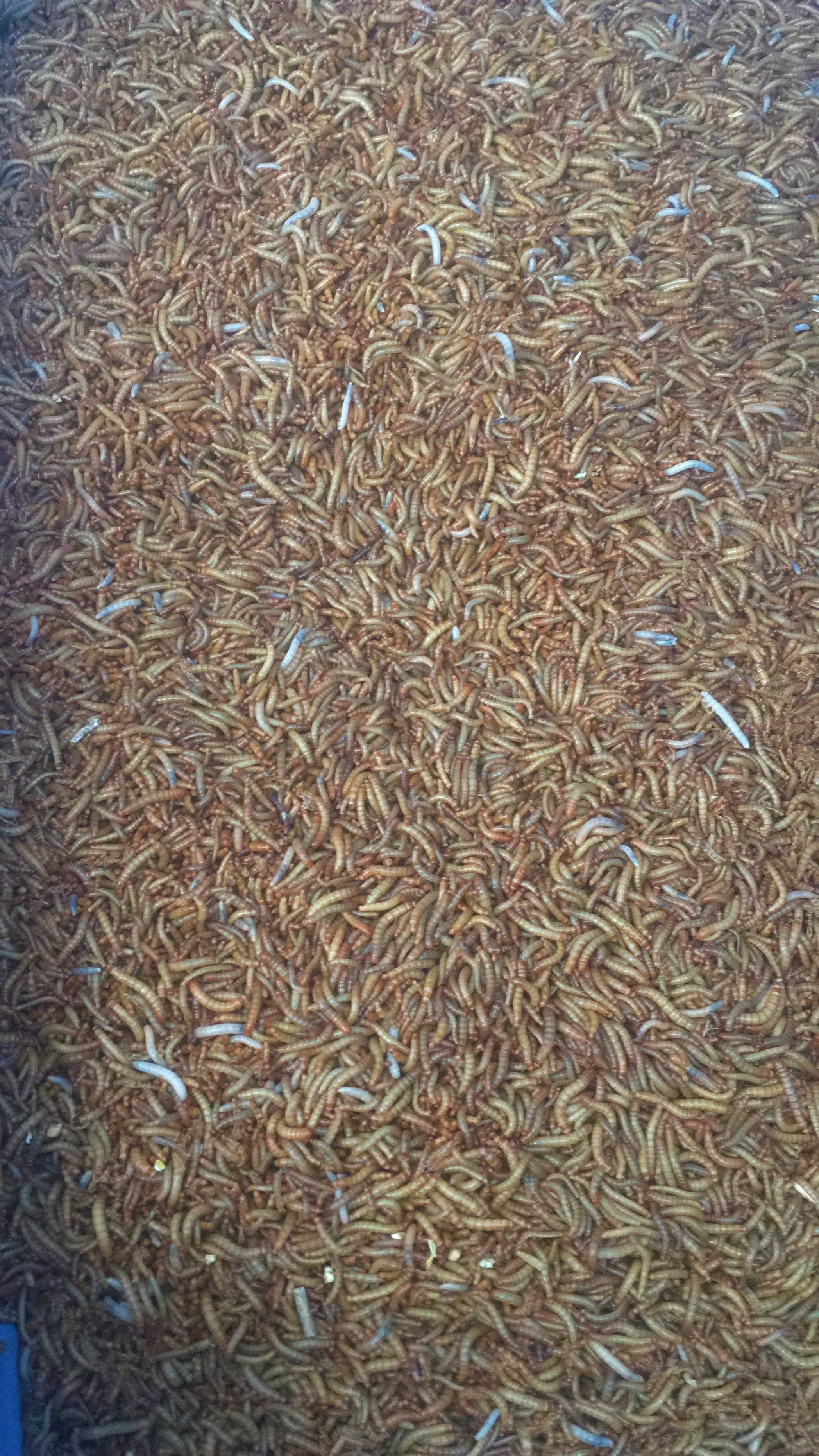 Tenebrio, a larva da farinha: alimento vivo 1 KG - min 15 KG