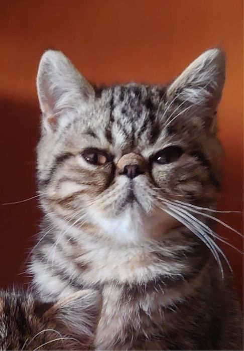 Gato Persa exótinho