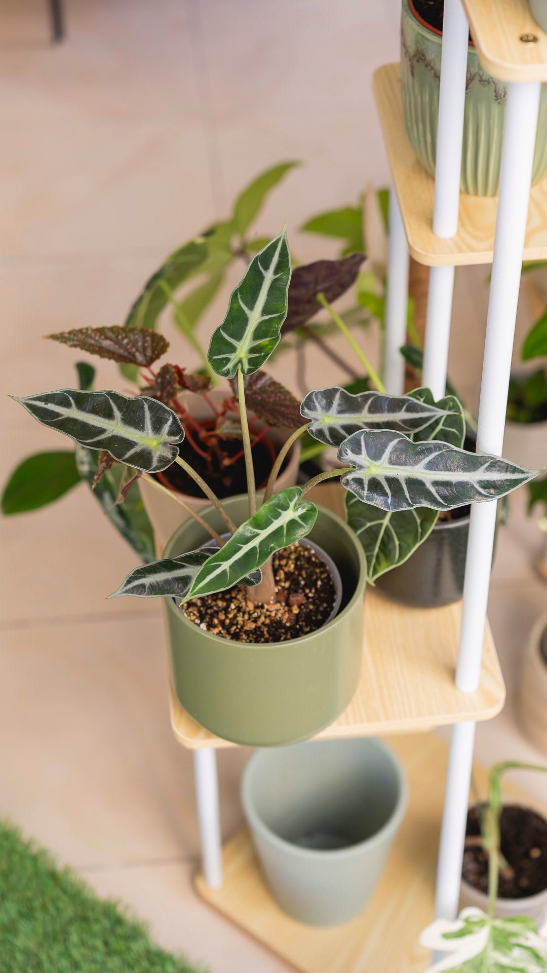 Alocasia Bambino - Planta de interior