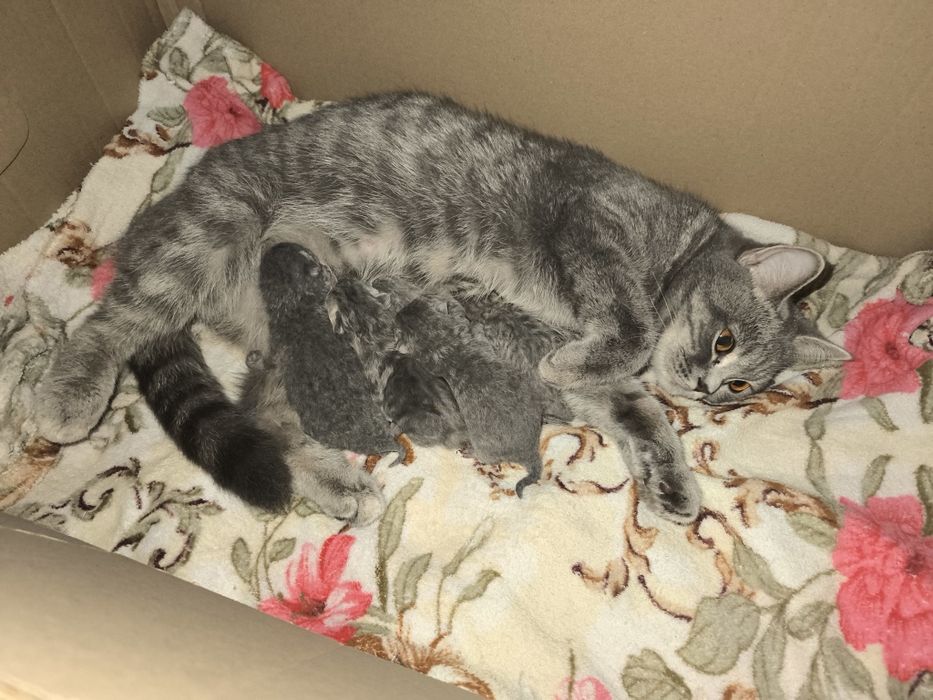 Продам шотландських котят