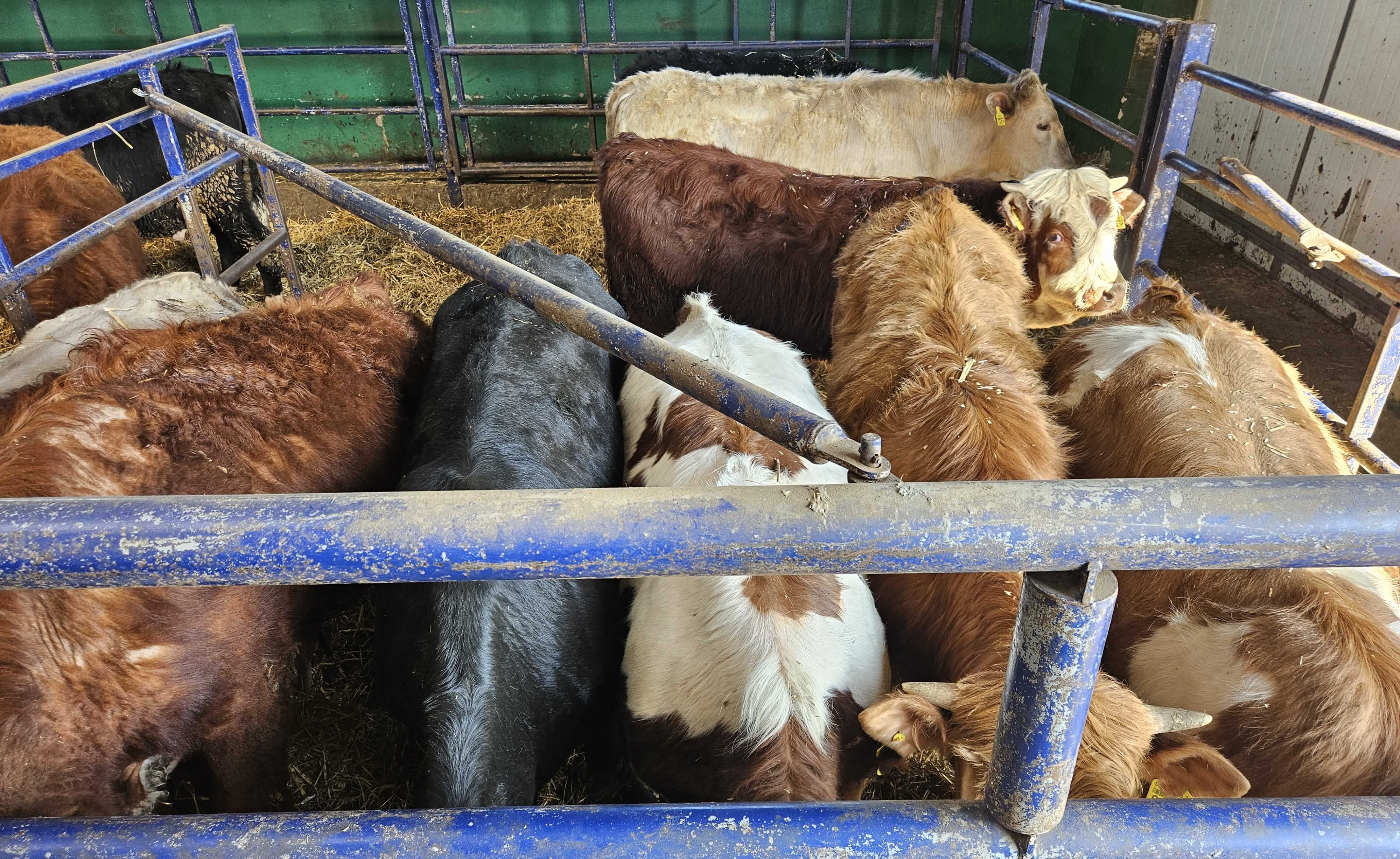 byczki odsadki byk byki mięsne Limousin Hereford  Angus