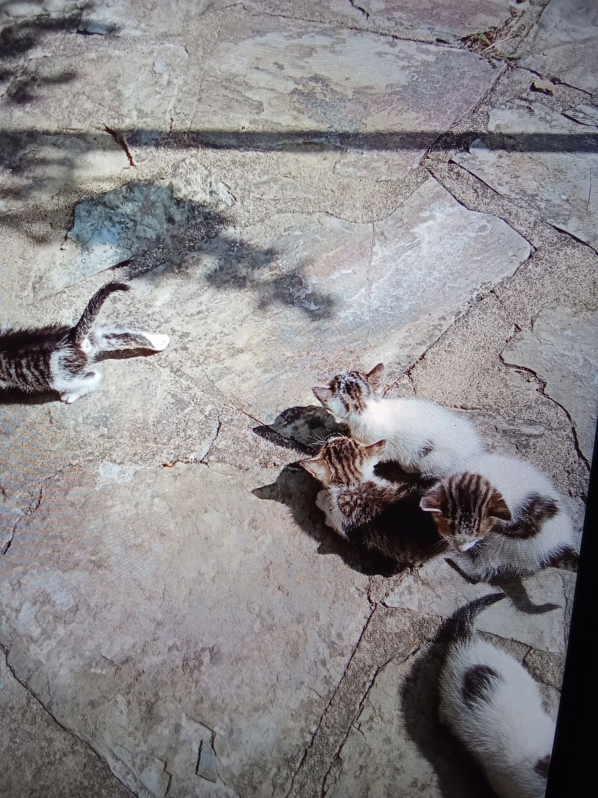 Gatinhos de um mês