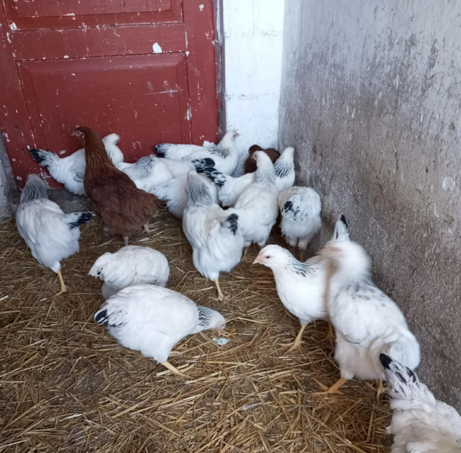 Mlode kury nioski w wieku 3 miesięcy