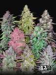 Mix Pack Auto / Fast Buds 10 szt. różne nasiona marihuany automaty