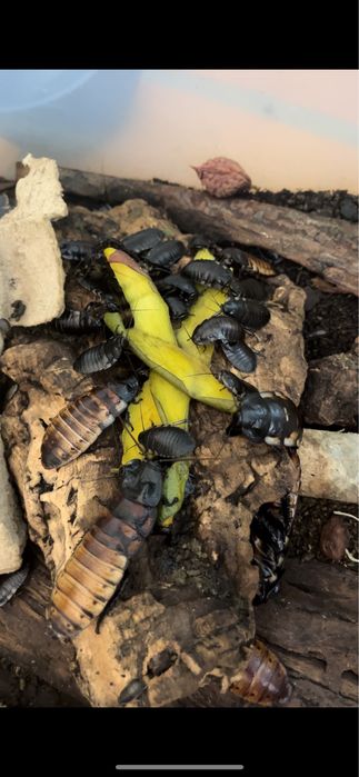 Madagascar Giant Hissers (barata de madagáscar)