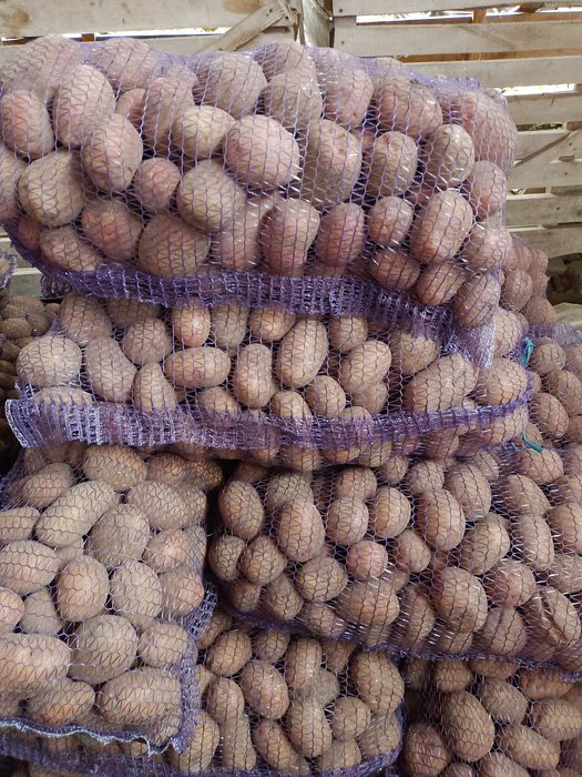 Продам крупну картоплю