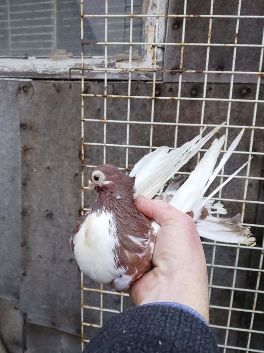 Gołębie zamojskie likwidacja hodowli