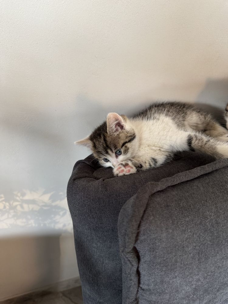 Кошенята дівчатка 1, 5 місяців