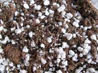 Substracto de turfa+perlite(p/ carnivoras)2 Litros