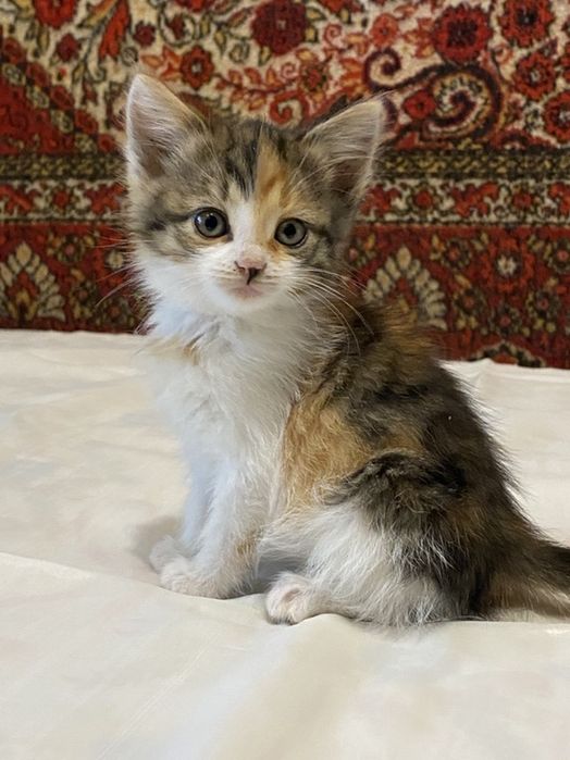 Котята в хорошие руки