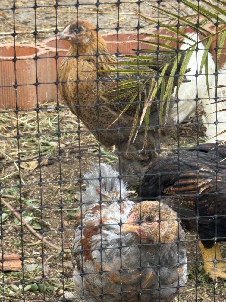 Casais Brahma Perdiz