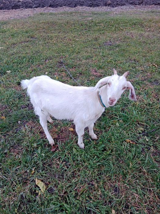 Продам англонубійка 75%