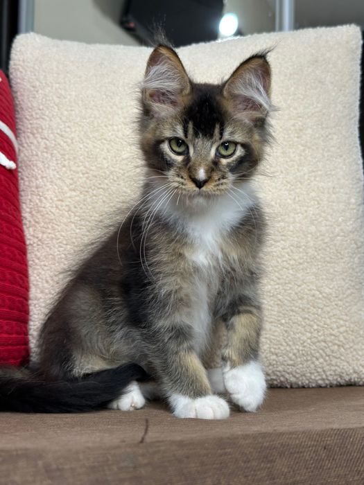 Ares-Kocurek Maine Coon