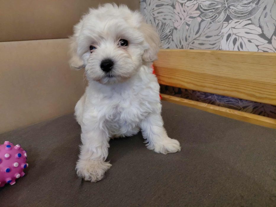 Maltipoo | Śliczny Chłopczyk