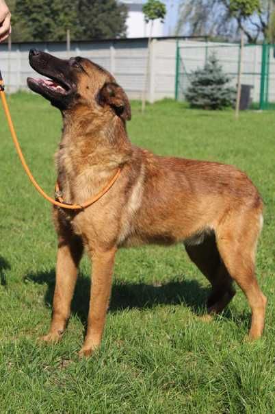 043984  Omar do adopcji