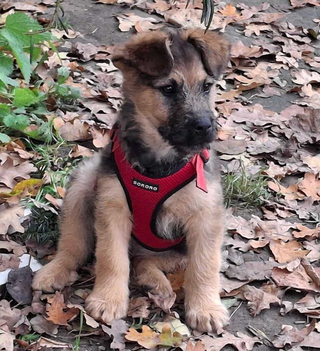 Szczeniak Gufi szuka domu