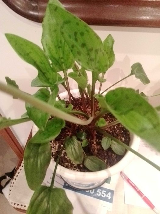 Planta para o seu jardim ou interior.