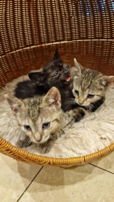 Śliczne malutkie kociaki