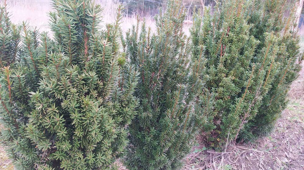 cis baccata doniczka P9