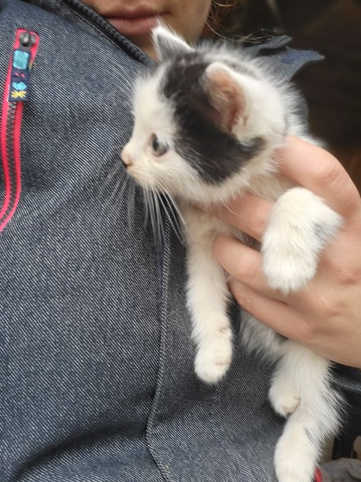 Безкоштовно віддам маленьких котят