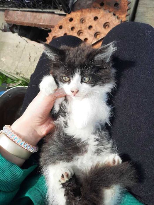 Кошеня. Коти. Тварини. Улюбленець.Кішка