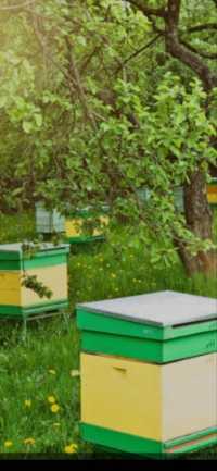Продаю пчел/Пчелосемьи