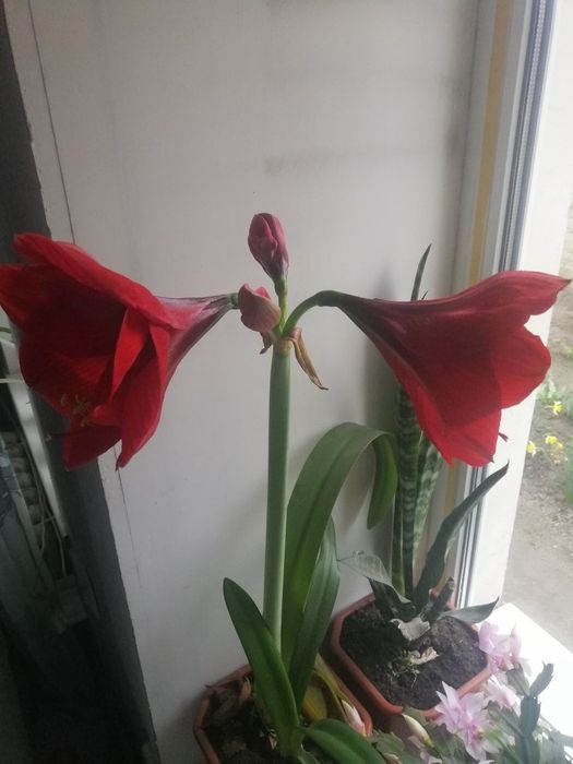 Лилия  комнатная, кактус, каланхоэ, рождественник. . ,