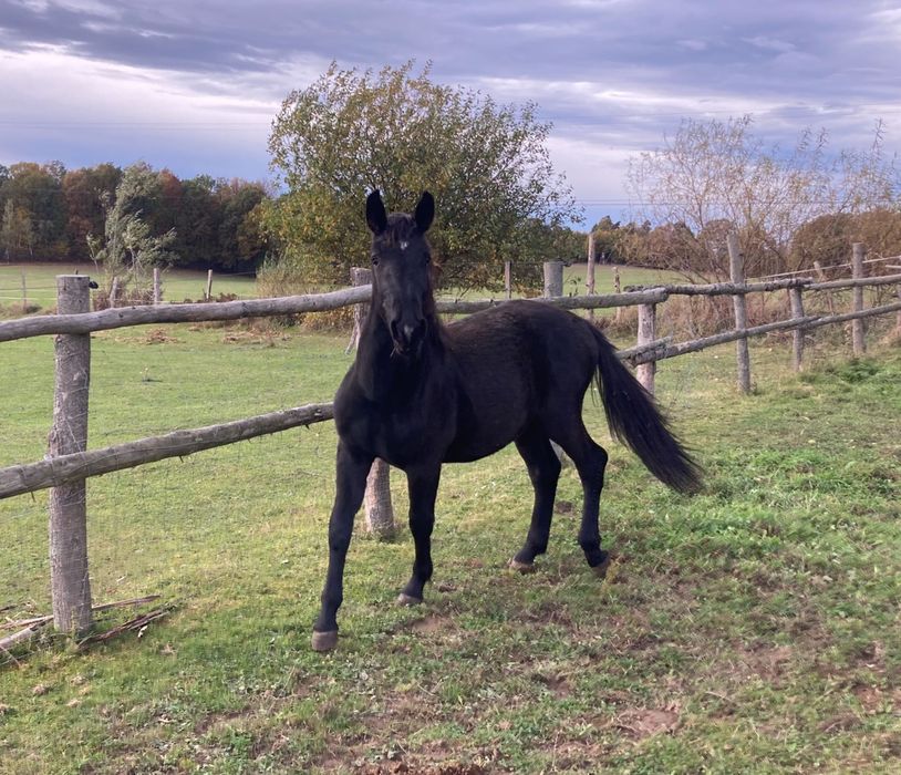 Na sprzedaż: ogier śląski TOREZ (1 rok)