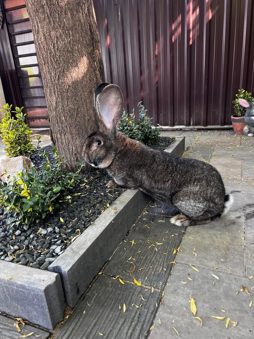 Бельгійський Велетень