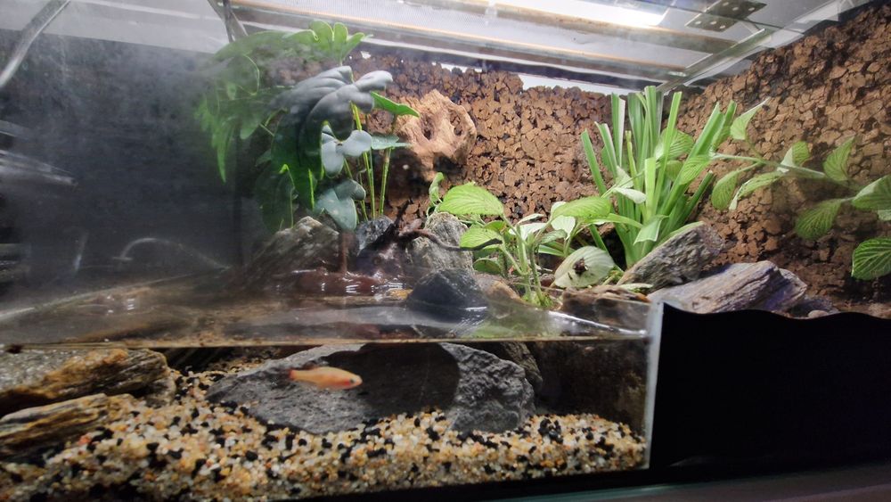Paludarium/ terrarium z krabami Vampir
