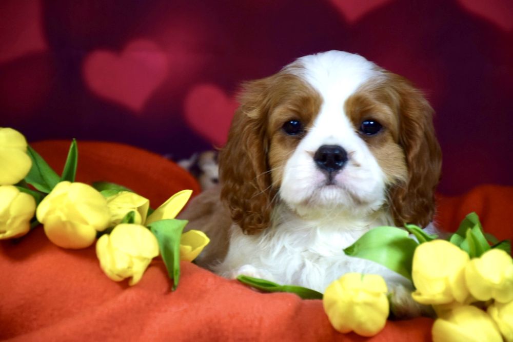 Bardzo piękny szczeniak Cavalier King Charles Spaniel FCI