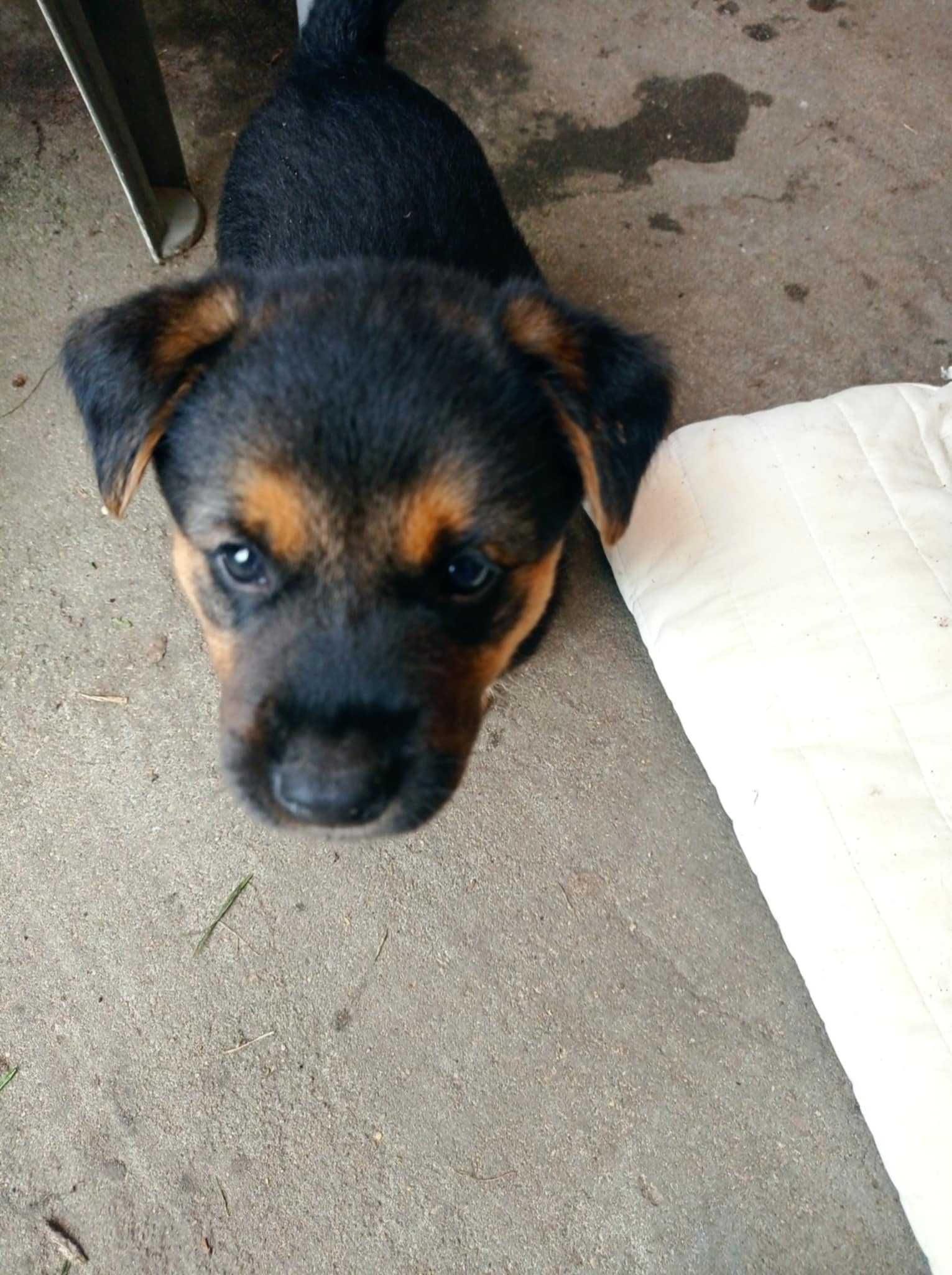 Szczeniaki pieski do adopcji