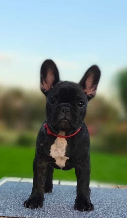 Buldog francuski FCI