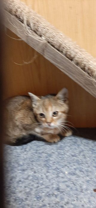 Kocięta szukają domków tymczasowych