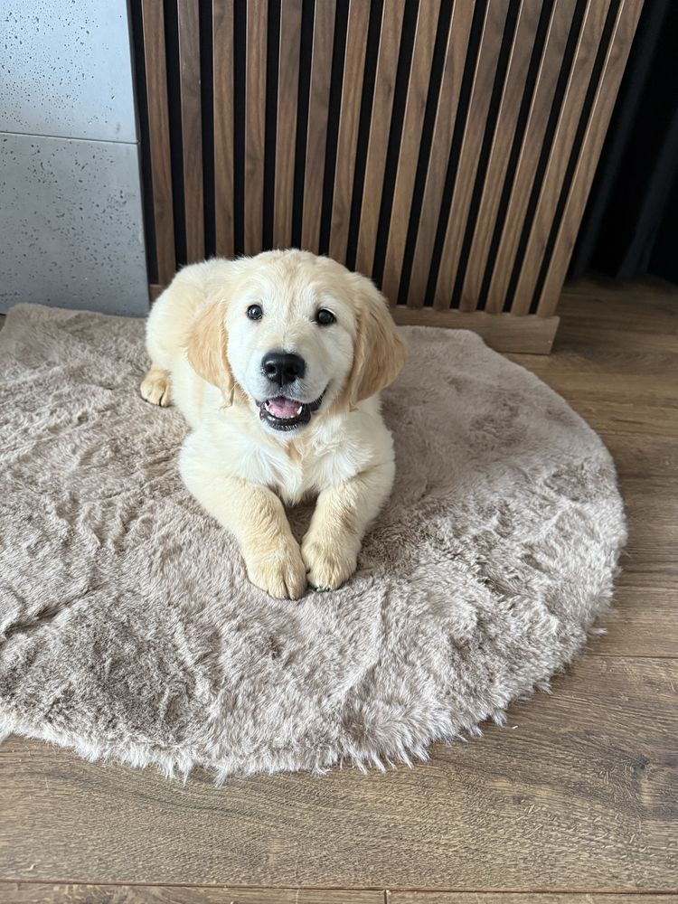 Piesek Golden Retriever