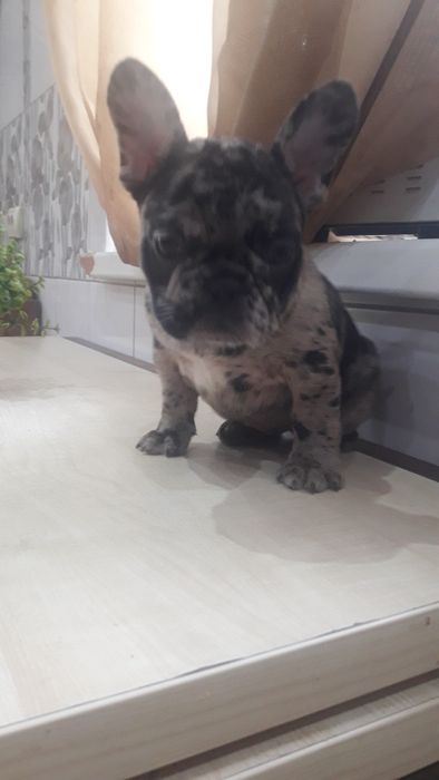 Французьський бульдог