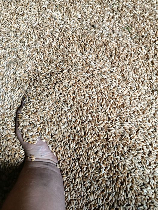 Pszenica pszenżyto sprzedam