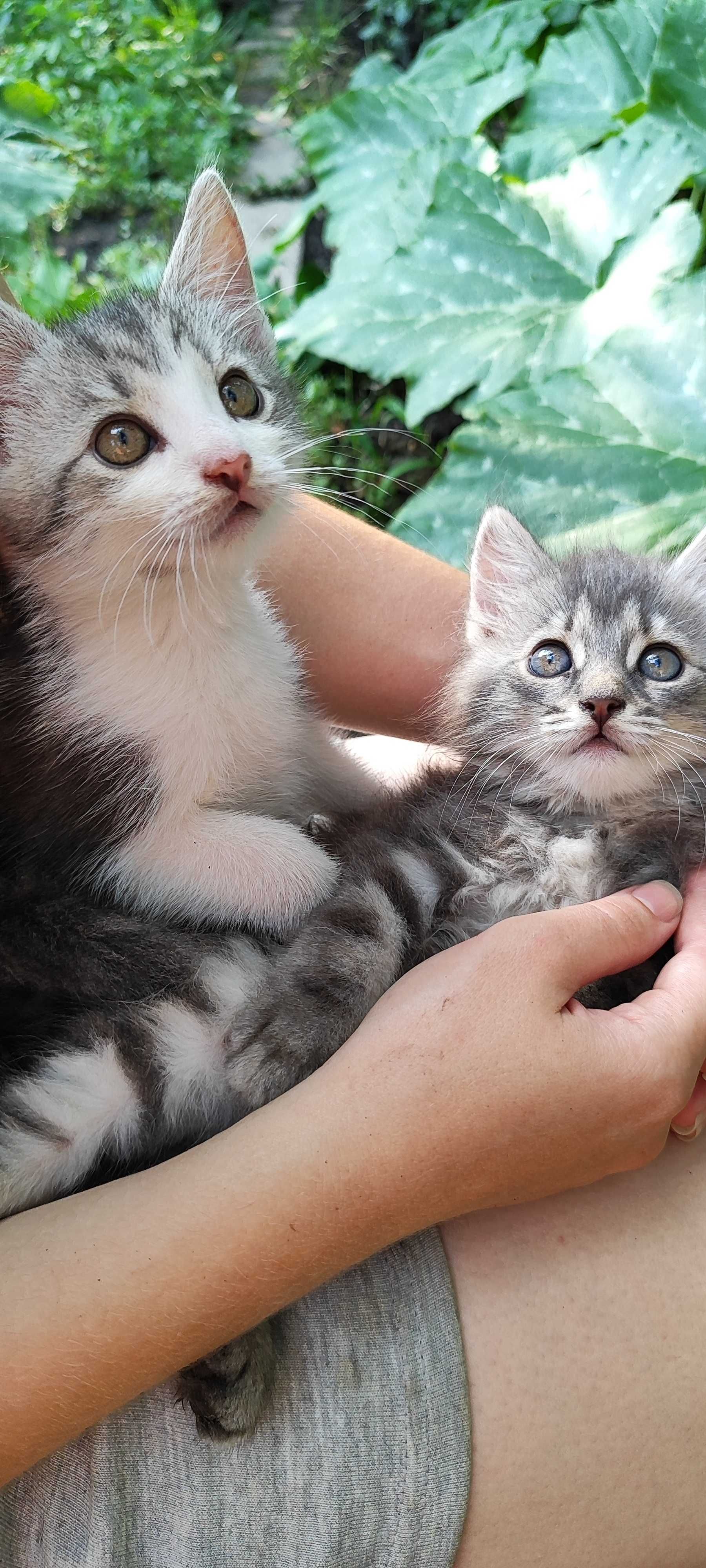 Отдам котёнка в добрые руки