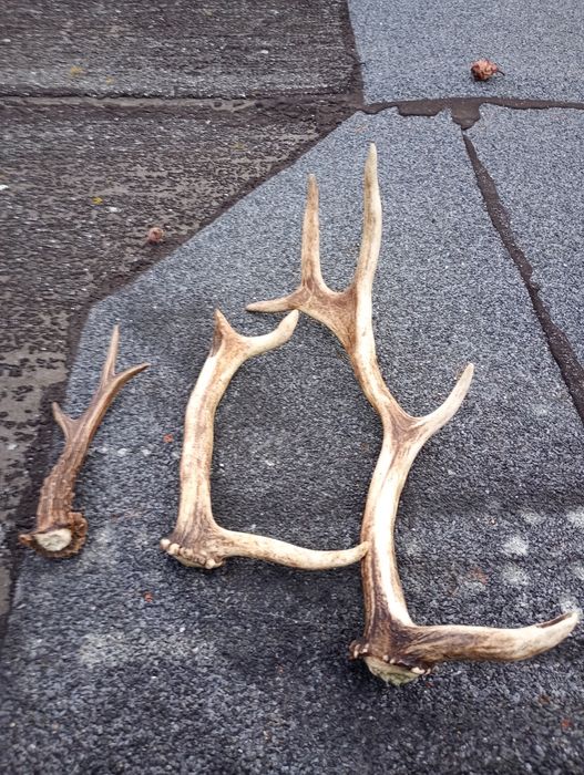 Poroża Jelenia 3 sztuki