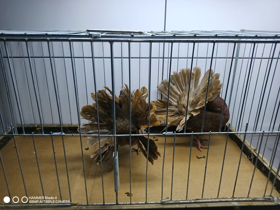 Pawiki starego typu różne kolory