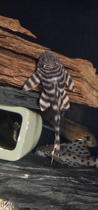 Zbrojnik L002 Panaqolus Tiger Plec  WF Odłów 6-7 cm.
