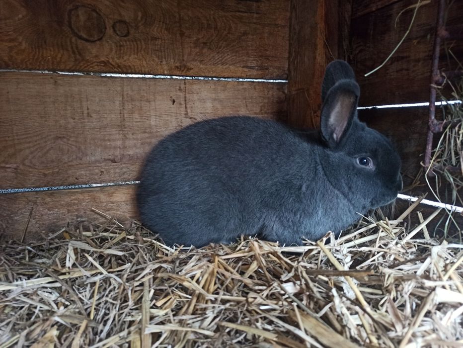 Króliki rasy Wiedeński Niebieski