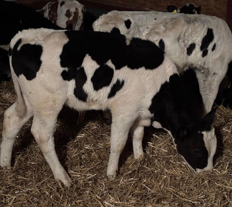 Byczki miesne oraz krzyżowki ras mięsnych