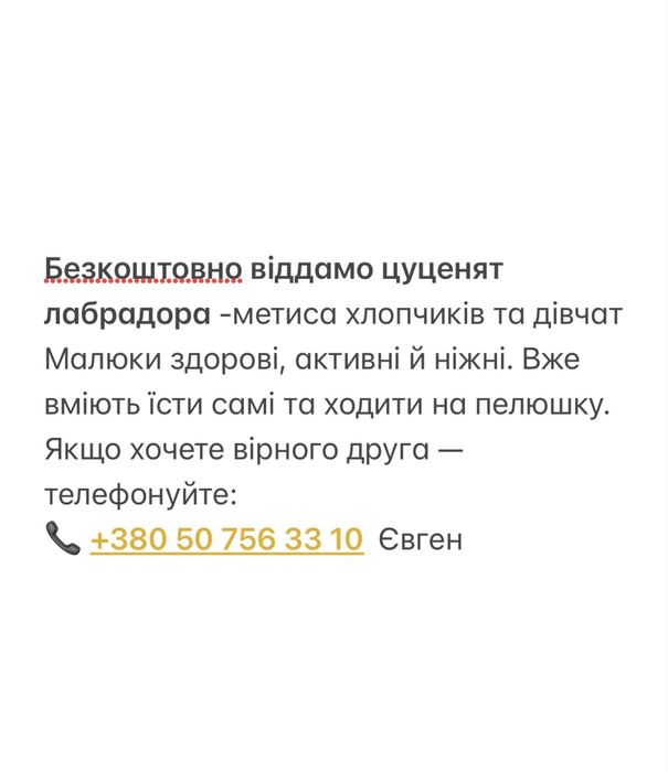 Цуценята лабрадора в добрі руки