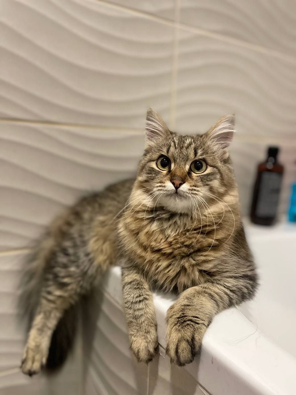 Отдам кота. Кот ищет дом