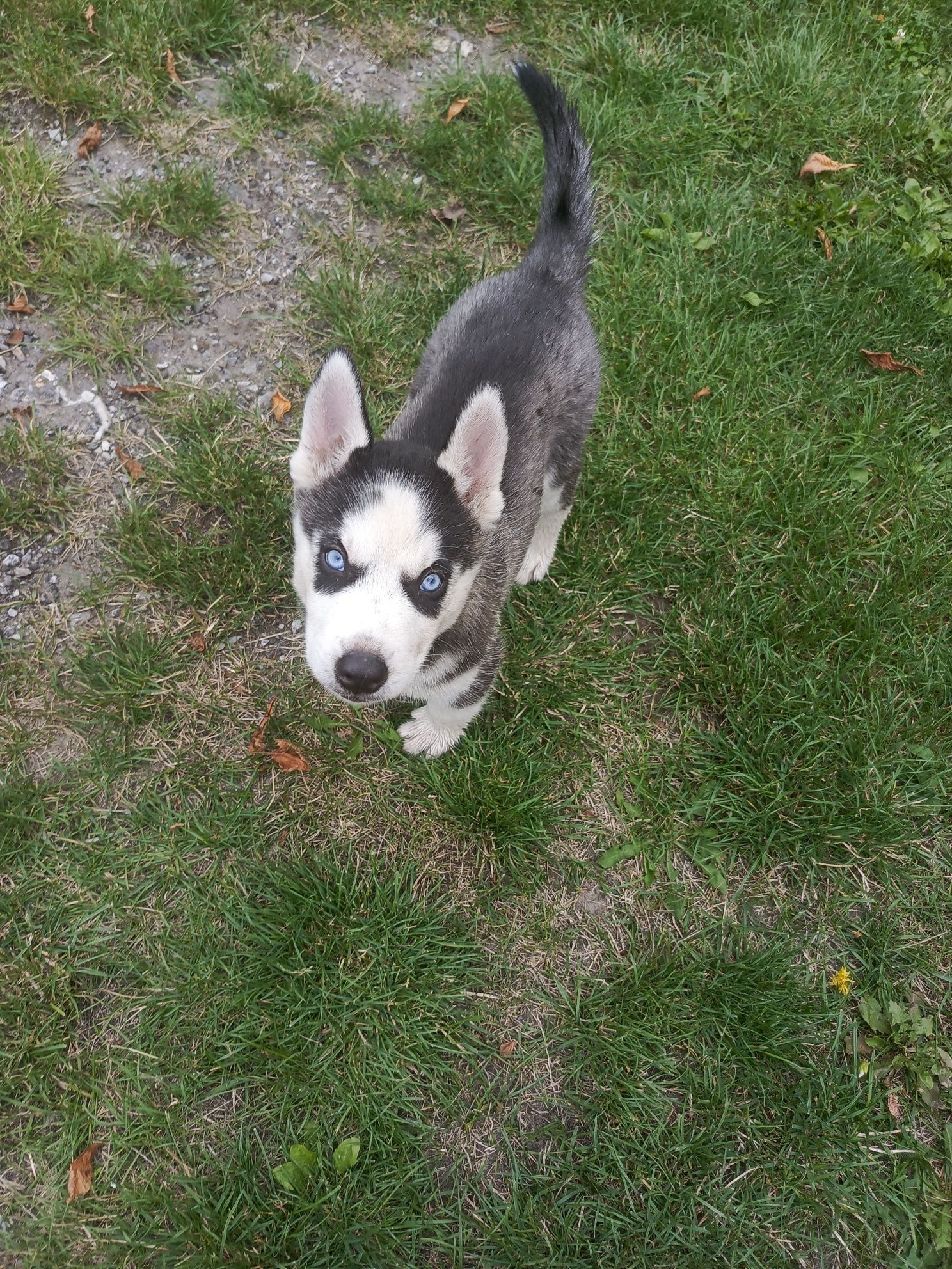 Szczeniak husky Syberian haski